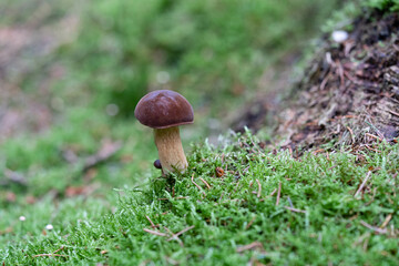 Im Herbst findet man viele Pilze im Wald