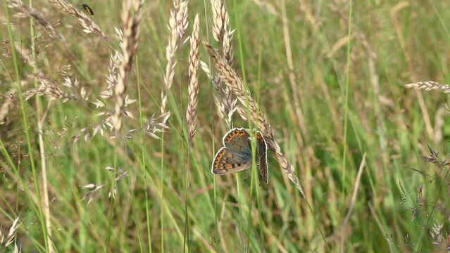 Butterfly Lycaena tityrus, Sooty copper on seeds of flowering grass in meadow moved by strong wind - real time. Topics: beauty of nature, fauna, flora, natural environment, season