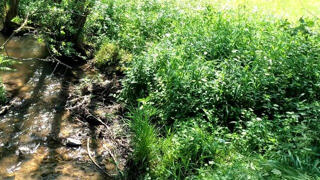 Stream in the forest with clear, clean water in a great landscape