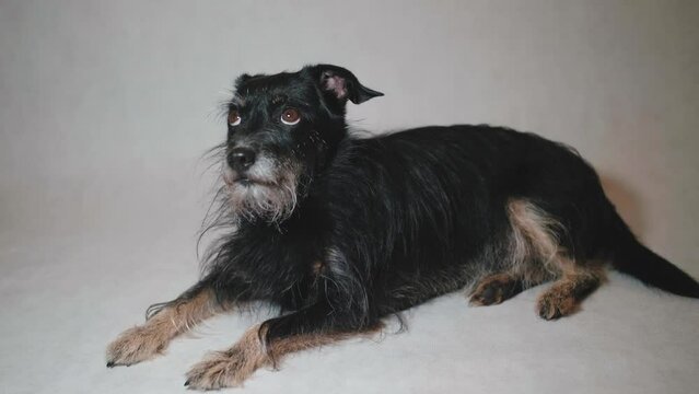 Funny studio portrait of cute smiling puppy black dog isolated on white background. New lovely member of family little dog gazing and waiting for reward. Pet care and animals concept. Mongrel dog