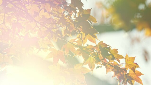 Autumn scenery in Japan. Autumn leaves shining in the sunlight sway in the wind.