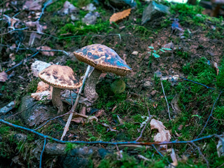 A close-up of German mushrooms in the forest