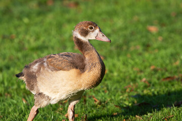 Portrait of a little Nile gosling (Alopochen aegyptiaca) on a natural green background