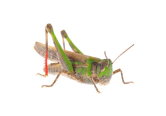Slender green-winged grasshopper isolated on white background, Aiolopus thalassinus