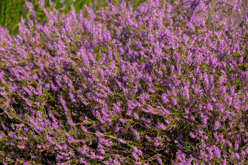 Fototapeta premium Selective focus of purple flowers in the filed, Calluna vulgaris (heath, ling or simply heather) is the sole species in the genus Calluna, Flowering plant family Ericaceae, Nature floral background.