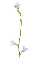 Fototapeta na wymiar Rampion bellflower isolated on white background, Campanula rapunculus