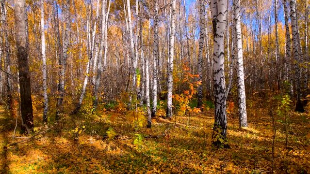 Colorful landscape of autumn forest. A walk through a birch grove in first person. Forward movement. Walking in the park. Rural area.