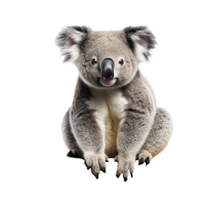 Fototapeta premium a koala bear sitting on a black background