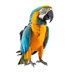 Fotobehang a blue and yellow parrot © Pavel