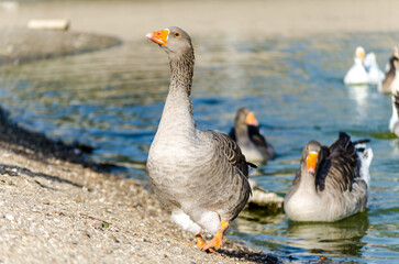 a wild goose on a lake