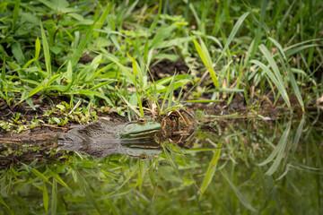 frog in the grass