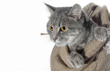cat in a poke gray cat color of a tabby crawls out of a canvas b