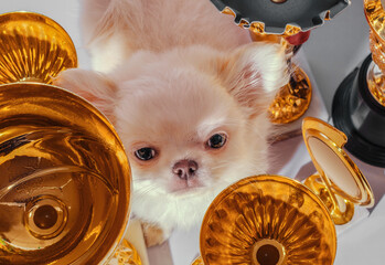 disgruntled cream chihuahua puppy among cups and awards