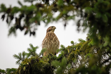 bird of prey