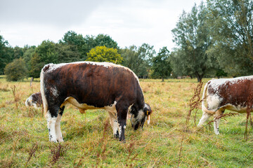Cows Grazing on Scenic Pastoral Land in the UK
