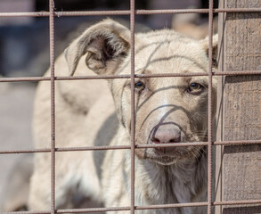 purebred puppy behind bars in a shelter