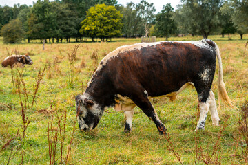 Cows Grazing on Scenic Pastoral Land in the UK