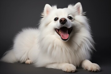 Joyful White American Eskimo Dog in Playful Pose Against Black Background.