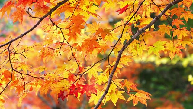 Autumn scenery in Japan. Autumn leaves shining in the sunlight sway in the wind.