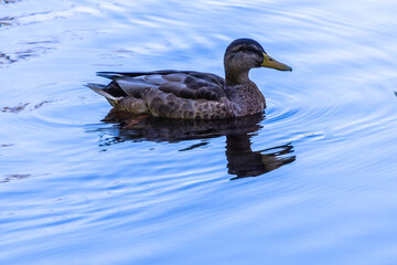 Pato en el Rio Arnoia, Allariz.