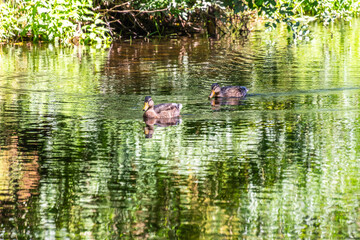 Pato en el Rio Arnoia, Allariz.