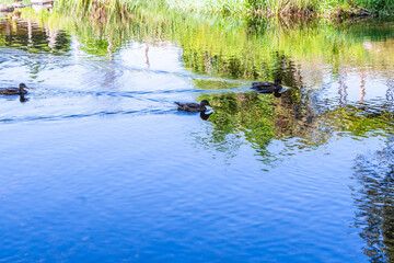 Pato en el Rio Arnoia, Allariz.