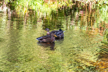 Pato en el Rio Arnoia, Allariz.