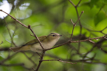 bird on a branch