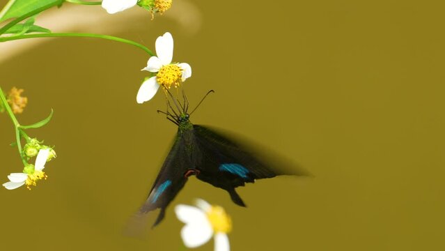 Paris peacock butterfly on flower in slow motion