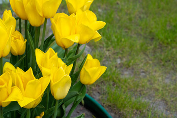 Yellow tulips bloom in spring. Tulip flower nature. Floral background. Botanical garden. Flowering buds. Blooming mood. Beautiful aesthetic petal plant. Flowerbed.