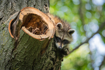 racoon on a tree