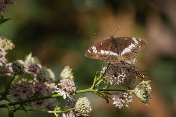 The butterfly is brown with a white stripe on the flower and a flying wasp next to it.