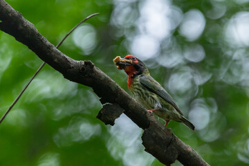 a coppersmith barbet carrying food inside its beak with natural bokeh background