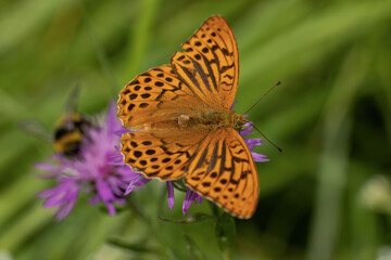 The butterfly is black and brown on the background of a purple flower and grass.