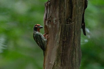 a coppersmith barbet carrying food inside its beak with natural bokeh background
