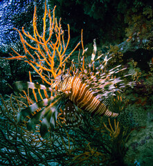 Naklejka na ściany i meble Feuerfisch schwimmt in Rotem Meer zwischen Korallen