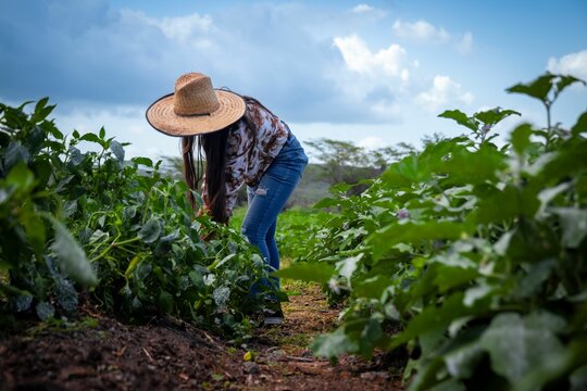 a farmer bending over in the field as she works on her crops