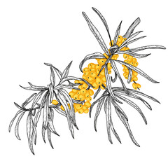 Vector illustration of a sea buckthorn branch in engraving style