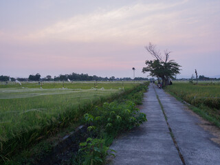 rice field road which is usually used by farmers as a means of carrying their harvest, in the...