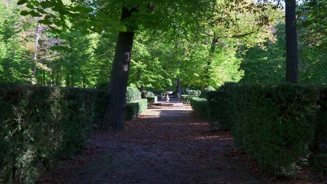 Huge trees next to the Tagus River and the royal palace of Aranjuez in Madrid, Spain.