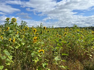 Fototapeta na wymiar field of sunflowers