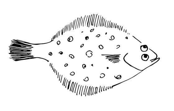 recommend clip art: Simple vector drawing with black outline. Flatfish flounder. Seafood. Sketch in ink.
