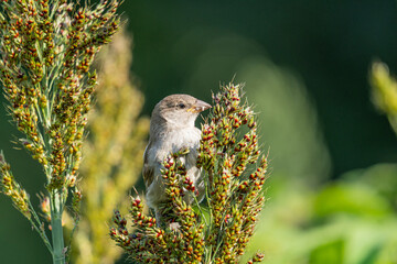 sparrow on a branch