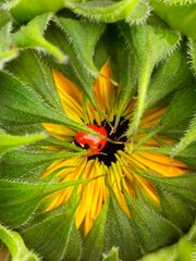 Ladybird 