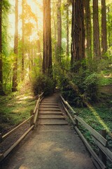 Obraz premium Idyllic path surrounded by lush greenery leads up to a majestic grove of redwood trees.