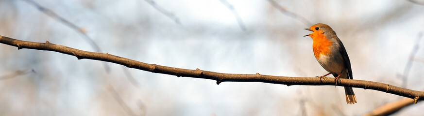 Fototapeta premium Waldleben: Rotkehlchen im Baum vor hellem Hintergrund im Winter - Panorama-Bildformat.