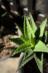 アロエのアップ