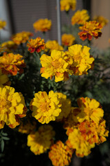 オレンジの花のアップ_03