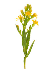 False yellowhead isolated on white background, Dittrichia viscosa