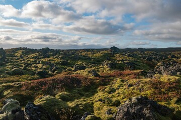 Obraz premium Grassy field with green shrubs and rocks in the background in Iceland.